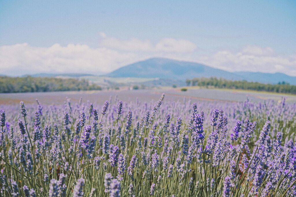 A vibrant lavender field in full bloom set against a scenic mountain backdrop under a clear blue sky.